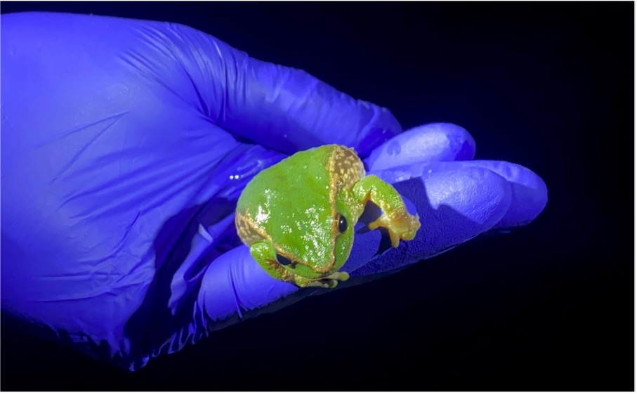 Frogs, fieldwork, and funky fragrances! | Stuart-Fox Lab | Devi